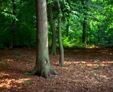 11A Un albero inquadrato in The Sound Of Silence.jpg