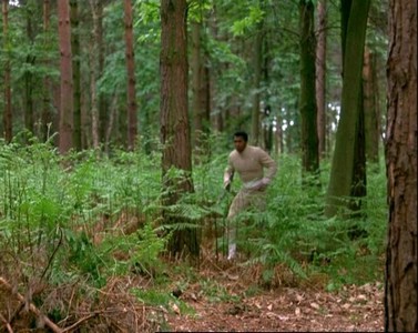 14A Le felci nel bosco in Computer Affair.jpg
