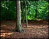 11A Un albero inquadrato in The Sound Of Silence.jpg