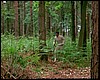 14A Le felci nel bosco in Computer Affair.jpg
